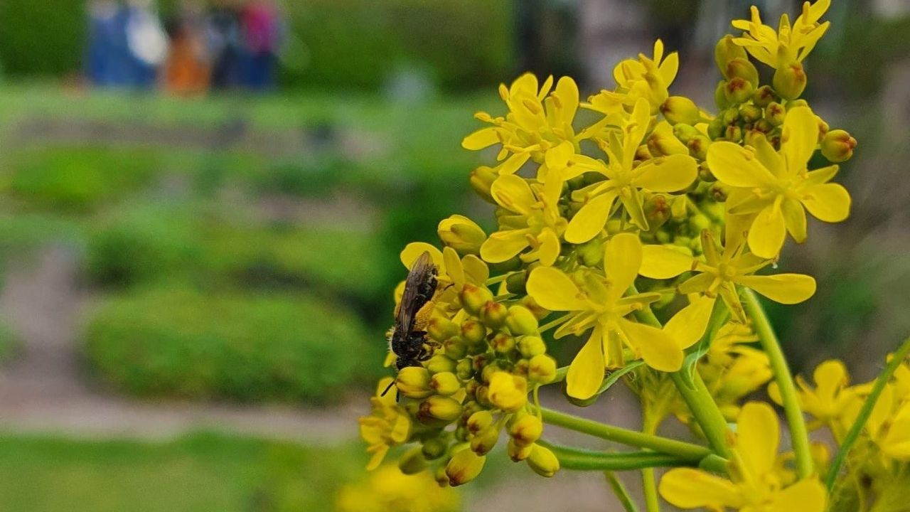 Hommels en bijen herkennen in de tuin