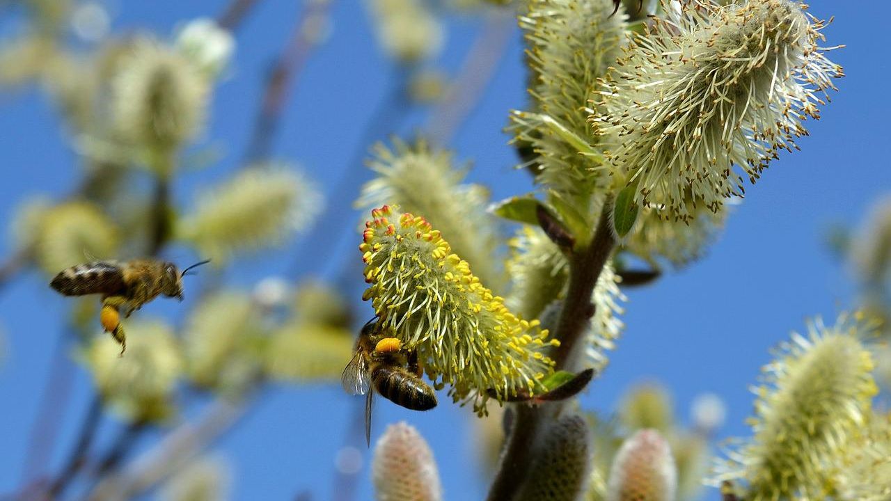 Bijenwandeling van wilde bijenwerkgroep 'Zeist Zoemt Duurzaam' van start